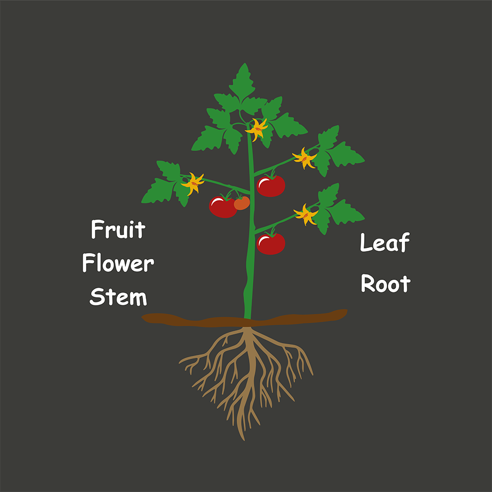 Tomato Plant Diagram