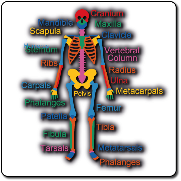 Skeleton