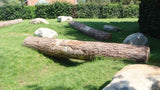 Tree Trunks