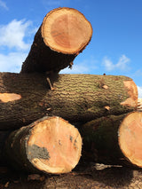 Tree Trunks